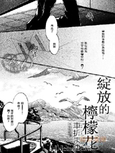 綻放的檸檬花